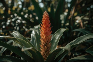 Obraz premium Garden scene featuring a bromeliad plant in natural surroundings