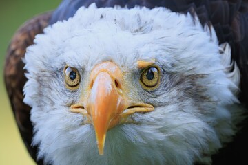 Close-up of a Bald Eagle's (Haliaeetus leucocephalus) Intense Gaze