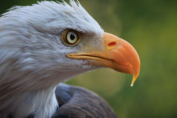 Close-up of a bald eagle's (Haliaeetus leucocephalus)  head.
