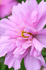 Fototapeta premium Delicate pastel flowers macro in soft yellow, lilac, orange, pink, and blue tones. Perfect for greeting cards, wedding design, backgrounds, and spring-themed projects.