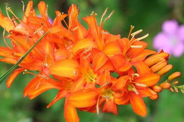 Delicate pastel flowers macro in soft yellow, lilac, orange, pink, and blue tones. Perfect for greeting cards, wedding design, backgrounds, and spring-themed projects.