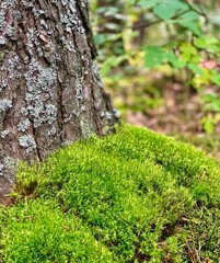 moss on tree trunk. moss in medicine