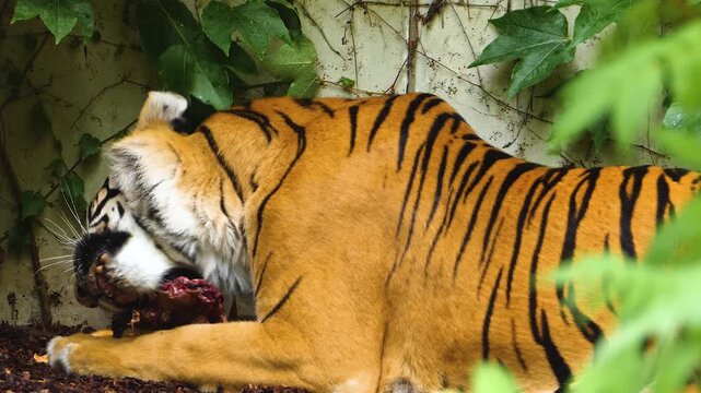Close up of a tiger chewing on a bone on a suny day