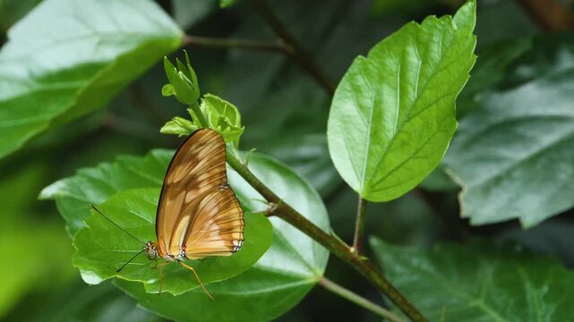 Close up macro of an orange Julia butterfly sitting on a leave in a garden