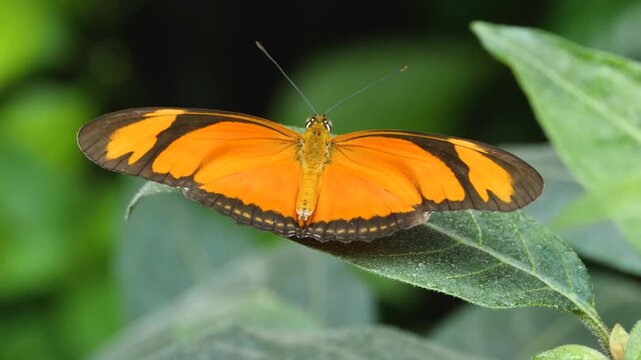 Close up macro of an orange Julia butterfly sitting on a leave in a garden