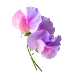 Delicate pink and lavender sweet pea blossoms on transparent background