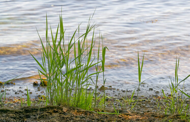 Tall marsh grass growing in coastal water with roots soil and waves