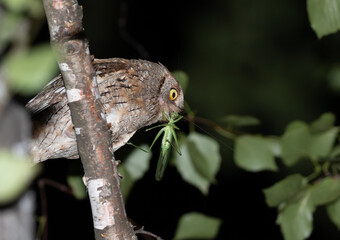 Eurasian scops owl, Otus scops. An adult bird brought prey for its chick