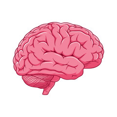 human brain isolated on white background