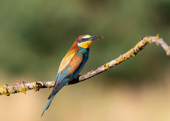 European bee-eater, merops apiaster. A bird has caught a bee and is sitting on a branch