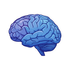 human brain isolated on white