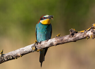 European bee-eater, merops apiaster. A bird with a bee in its beak sits on a branch