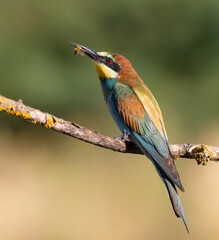 European bee-eater, merops apiaster. A bird caught a bee, sitting on a branch
