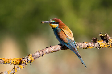 European bee-eater, merops apiaster. The bird caught a bee and is sitting on a beautiful branch