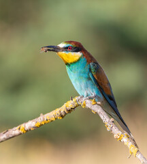 European bee-eater, merops apiaster. The bird caught a bee and is sitting on a beautiful branch
