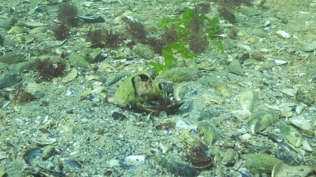 Tentacled blenny (Parablennius tentacularis) occupies vacated housing in large seashell of Veined rapa whelk (Rapana venosa), during mating season. Underwater scene