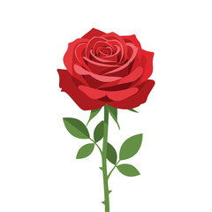 red rose on white background