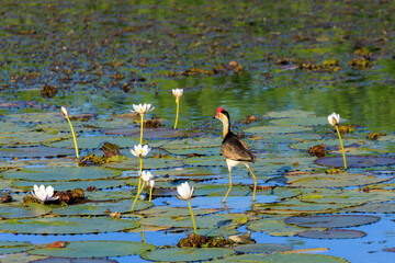オーストラリア　ノーザンテリトリーのイエローウォーターでハスの葉の上を歩くトサカレンカク