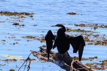 オーストラリア　ノーザンテリトリーのイエローウォーターで羽根を広げる黒いカワウ