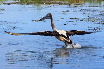 オーストラリア　ノーザンテリトリーのイエローウォーターから飛び立つペリカン