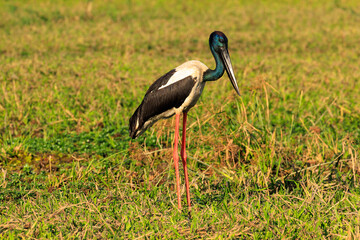 オーストラリア　ノーザンテリトリーのイエローウォーターのジャビル