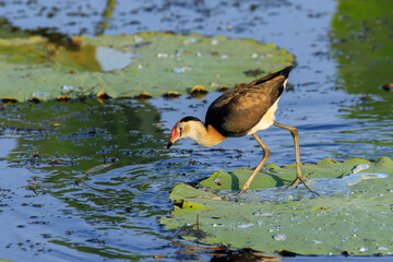オーストラリア　ノーザンテリトリーのイエローウォーターのハスの葉の上にいるかわいらしいトサカレンカク