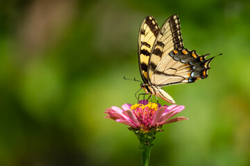 A male Eastern Tiger Swallowtail butterfly feeding on a flower