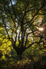 Obraz premium Waterfall and reflections in mountain stream