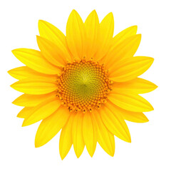 Bright yellow flower with a detailed center and elongated petals, isolated on a transparent background,.