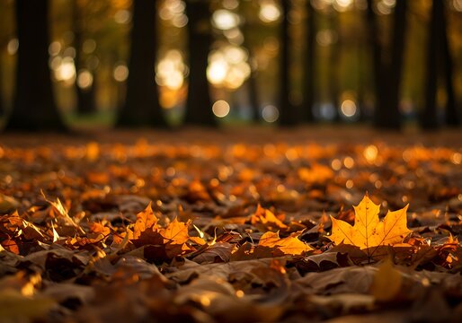 Closeup of fallen autumn leaves on the forest floor