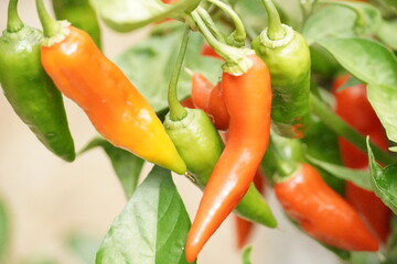 Frische Chili-Schoten am Strauch – rot, orange und grün