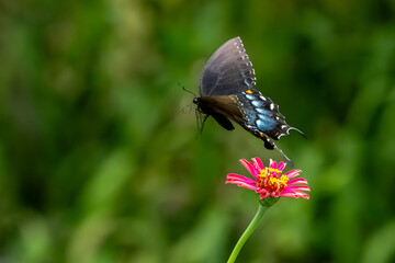 A pipevine butterfly feeding on a pink zinnia