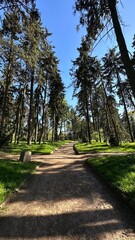 Lush green forest pathway surrounded by tall trees under a clear blue sky, inviting exploration and tranquility in a natural outdoor setting