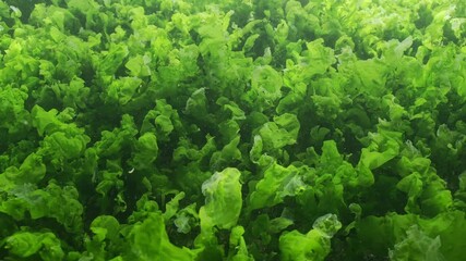 Close-up, leaves of Green algae Sea Lettuce, Ulva lactuca are translucent in sunlight, backlit by sun, Slow motion, Natural background, Underwater scene