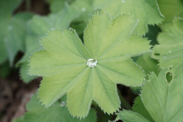 Wassertropfen auf grünem Blatt in Nahaufnahme
