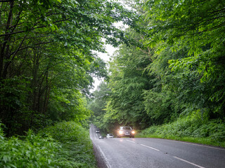 Fototapeta premium road and car between very green trees in summer forest in the south of england