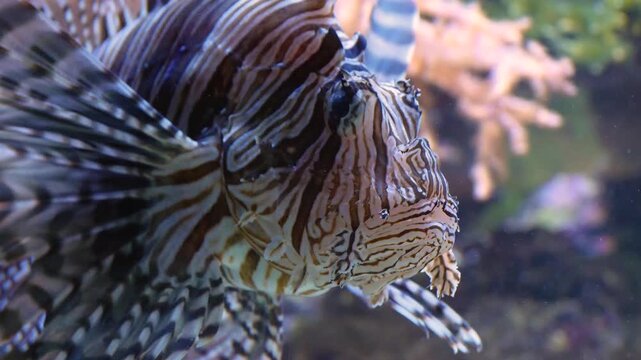 Very Close up head of lion or zebra fish swimming slowly underwater