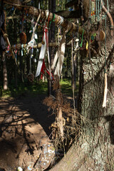tree in the woods a mystical tree hung with people's gifts