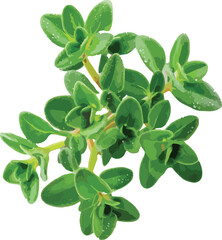 Obraz premium Fresh Green Thyme Sprig Illustration Isolated White Background