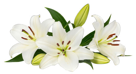 Obraz premium Delicate white lilies bloom gracefully capturing natural beauty and serenity transparent background