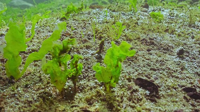 Close-up of rock reef with green algae of Sea Lettuce, Ulva lactuca, and is covered with brown microalgae with many small gas bubbles sparkling in evening sunlight, on shallows. Underwater scene