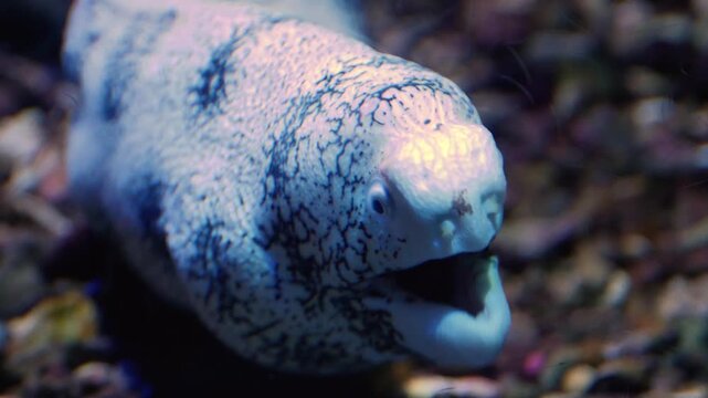 Close up front view of a large leopard eel head opening his mouth underwater