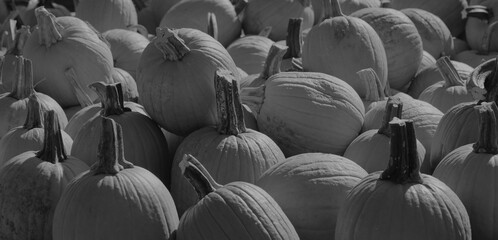 Pumpkins for banner background in fall season theme in black and white.