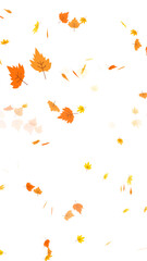Stylized cartoon autumn leaves in yellow and orange tones falling down. Seasonal illustration for fall, Thanksgiving, or harvest themes. Graphic element with a transparent background for easy overlay.