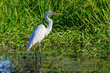 オーストラリア　ノーザンテリトリーのイエローウォーターのサギ
