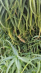 Fototapeta premium Aloe Vera Leaves for Natural Skincare and Herbal Medicine