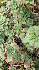 Aeonium Succulent for Modern Interior and Home Decor