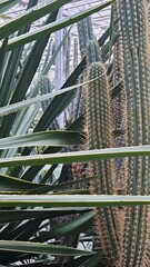 Abstract Close-up of Pachycereus Cactus Spines and Ribbed Texture