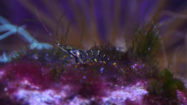 Close up shrimp walking aorund on seaweed underwater