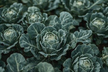 Obraz premium Close-up of broccoli and cabbage plants in a home garden